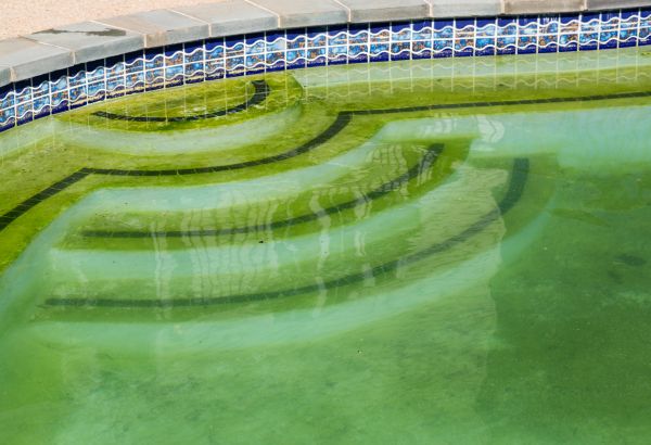Cost of Pool Deck Algae Removal in Kingsport